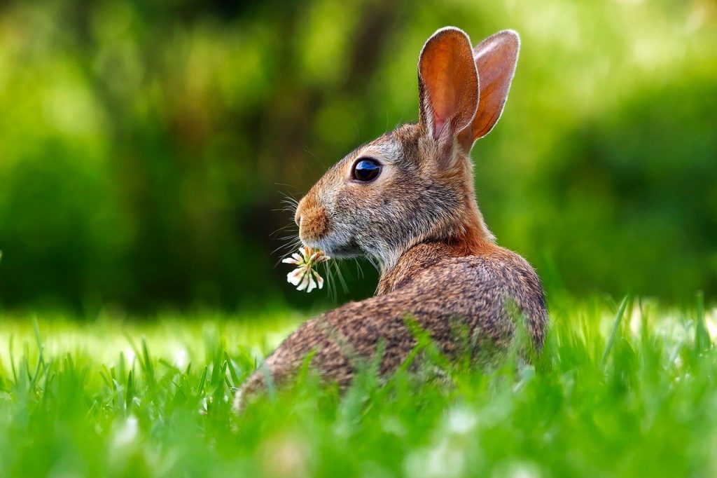 rabbit-1903016　ウサギ 野ウサギ 動物 かわいい 愛らしい 芝生 草 自然 アウトドア マクロ