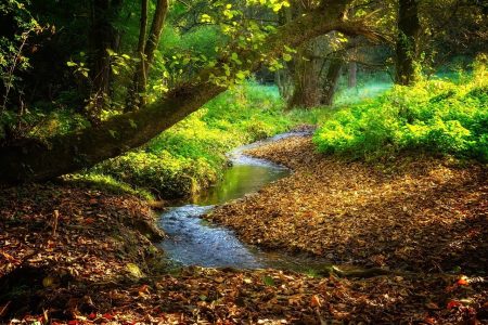 landscape-3809181　風景 川 バッハ ストリーム秋 葉 色 素晴らしさ ジャングル 自然 フォレスト 牧歌的な