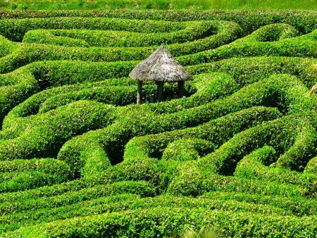 maze-511151　迷路 ラビリンス Glendurgan 庭 コーンウォール 南腺 英国