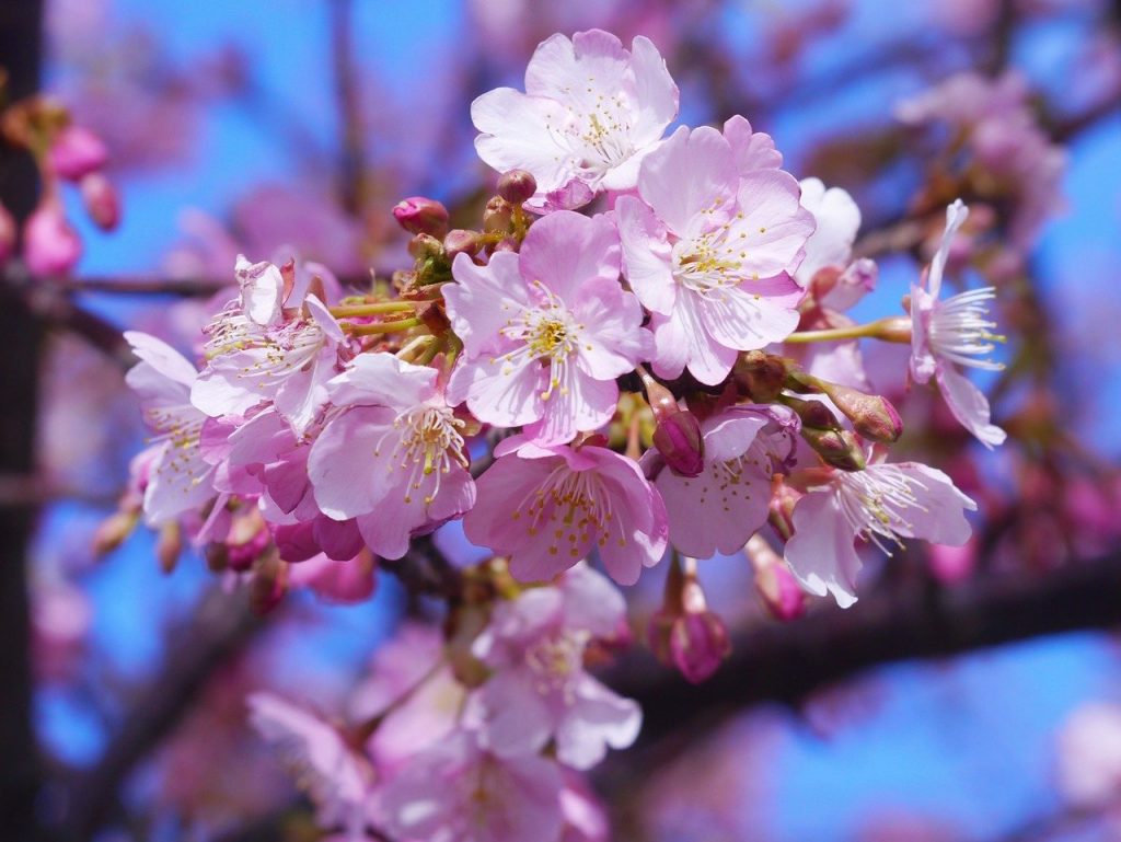 kawazu-cherry-blossom-1276546　河津桜 三浦 桜 三崎口 三浦海岸 青空 美しい ピンク 桃色 青色 木 花 アロマ