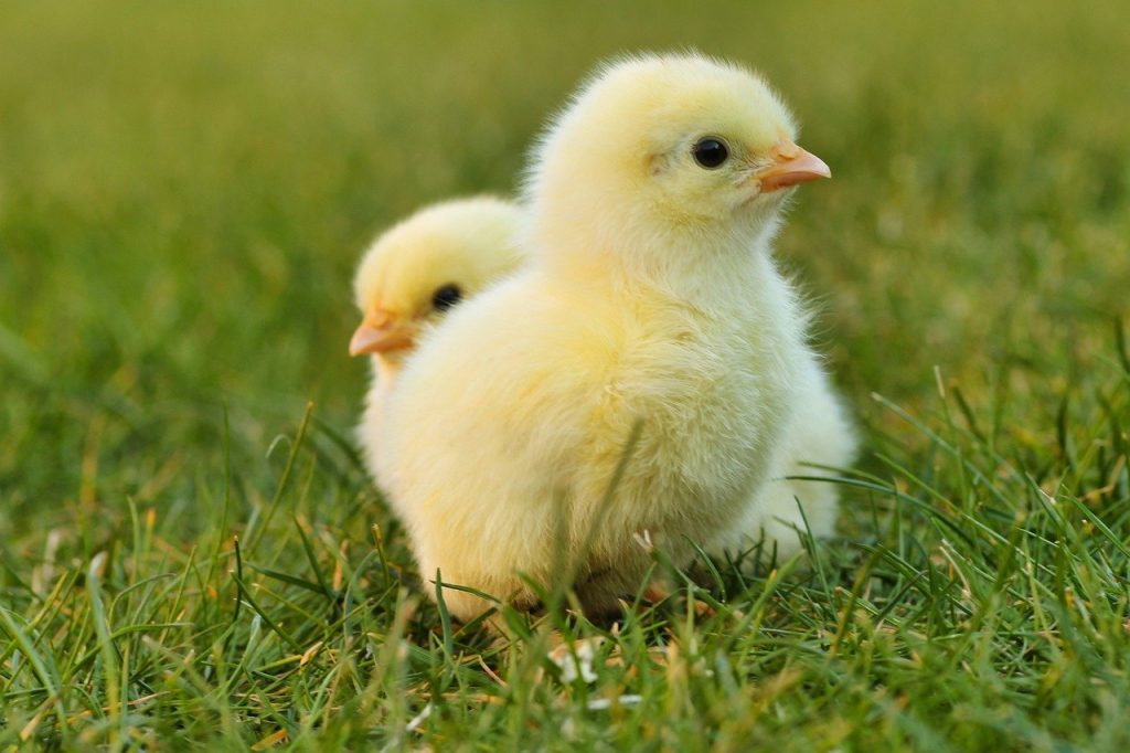 chicks-5014152　雛 イースターのひよこ イースター 黄色 ふわふわ かわいい 動物 自然 子供 鳥 ぼかし