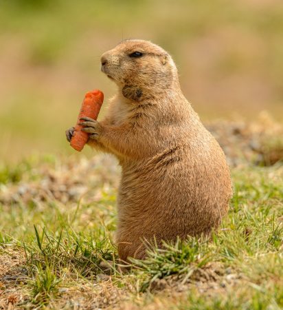 prairie-dogs-5094363　プレーリードッグ 食べ物 摂食 ニンジン 立っている