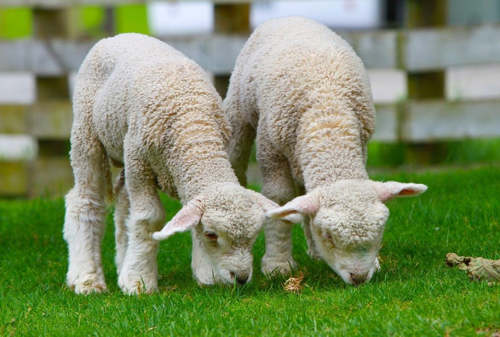 sheep-50914　羊 ラム ニュージーランド 田舎 北島 動物 野生動物 野生 哺乳動物 種 荒野 環境