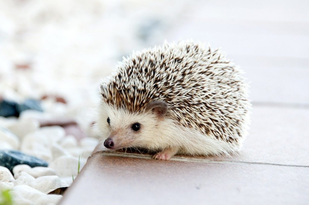 hedgehog-468228　ハリネズミ 動物 赤ちゃん かわいい 小 ペット