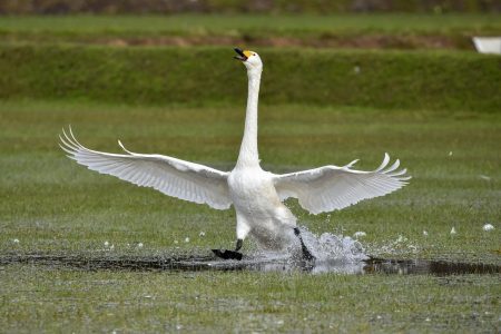 animal-4812384 水田 水 水飛沫 鳥 野鳥 白鳥 オオハクチョウ 羽 翼 走る 叫び 季節