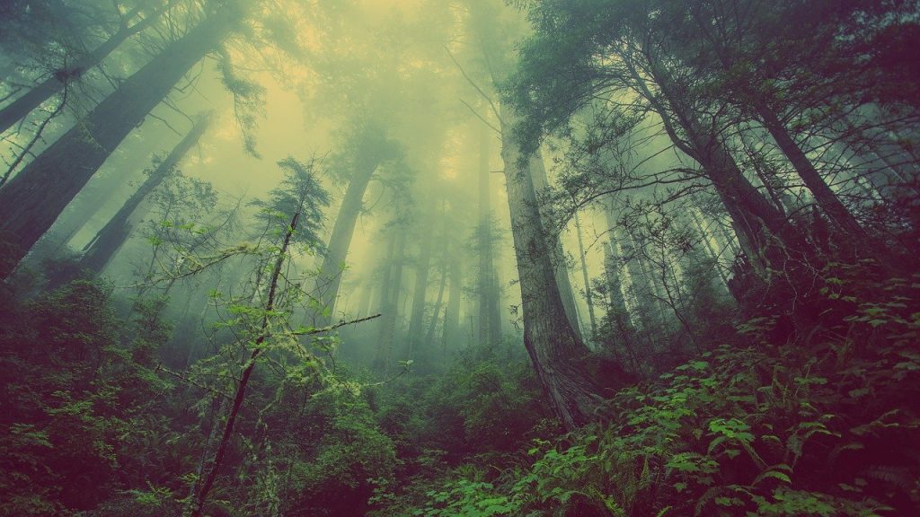 forest-931706　森林 ミスト 自然 木 神秘的 大気 霧 風景 謎 林 ファンタジー 秋 植物