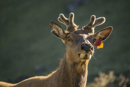 reindeer-4213845　トナカイ 動物 野生動物 鹿 自然 かわいい 野生 哺乳動物 若い ニュージーランド