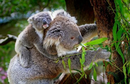 koala-61189　コアラ 動物 哺乳類 オーストラリア グレー 毛皮 お母さん 子 母 赤ちゃん 運ぶ 親