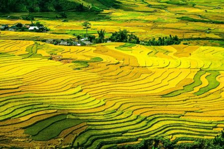rice-terraces-214725　ライス テラス 田んぼ 水田 フィールド 棚田 カラフル
