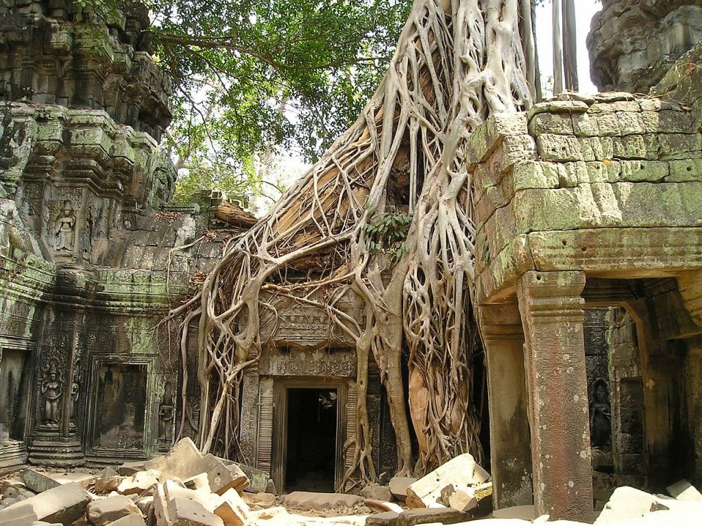 angkor-wat-469　アンコール ワット ルート カンボジア ワット 大きくなり過ぎた ジャングル テンプル 木