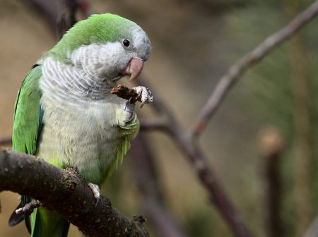 bird-5018487　鳥 オウム エキゾチックな 動物 羽 色 熱帯 くちばし ウイング 目 ツリー ブランチ