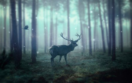 photoshop-5082609　操作 フォレスト 鹿 草 ストーリー マジック コラージュ ファンタジー