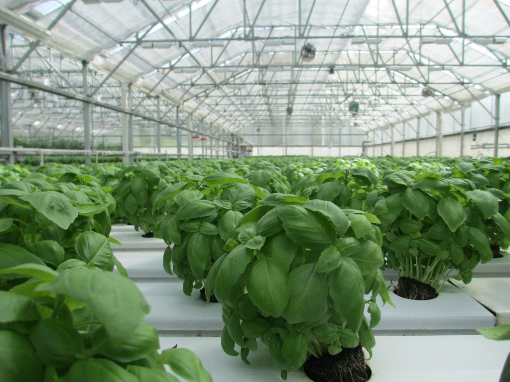 basil-2053350　バジル 温室効果 植物 食品 野菜 庭 有機 鮮度 保育園 ハーブ 収穫 緑色食品