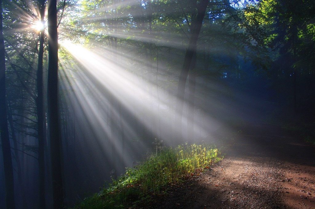 sunbeam-2761911　日光 Herbstnebel 秋の森林 フォレスト 秋 自然 木 バックライト 太陽 気分