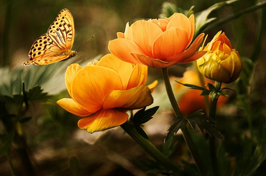 flowers-19830　花 蝶 美しい オレンジ 明るい