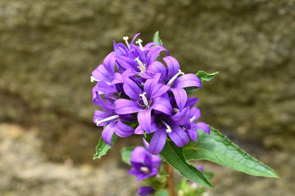 campanula-glomerata-2731755　カンパニュラ　Glomerata 多くの花をバット キキョウ 紫 Mauve