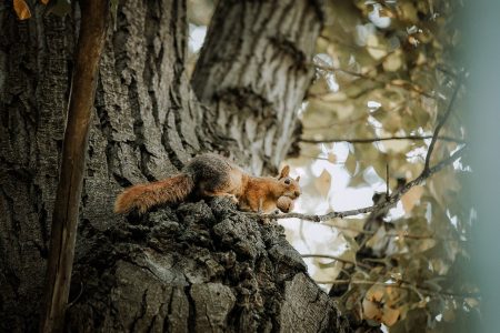 animal-4605519　動物 猫 毛皮・革 危険な アル アフリカ タイガー 肖像画 ペット 頭 自然 野生