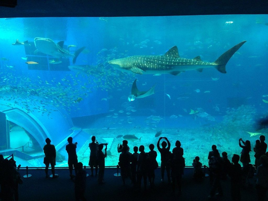 aquarium-1716156　水族館 鮫 人混み 人 観光の名所