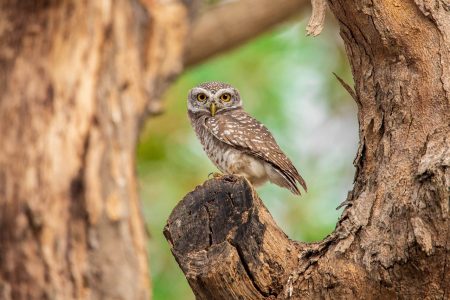 spotted-owlet-5093773　ふくろう　タイ