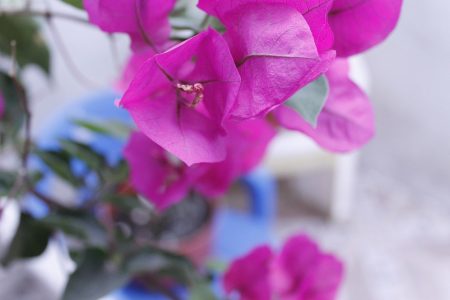 photography-3576342　花 フローレス Fotografíaデフローレス フローレス島　Hermosas