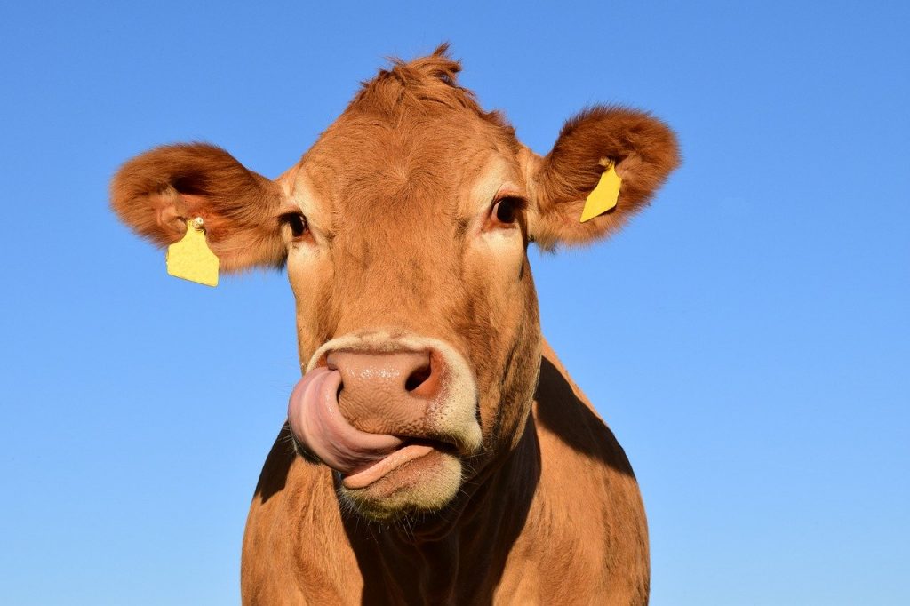 cow-1715829　牛 頭 牛の頭 動物 家畜 自然 牛の牛乳 反すう動物 哺乳類 塞ぎます ブラウン スイス