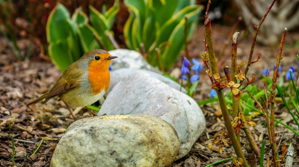 bird-3248374　鳥 ロビン 世界文化遺産に登 歌手 鳴禽類 庭 交感神経 オレンジ 赤 保護 自然