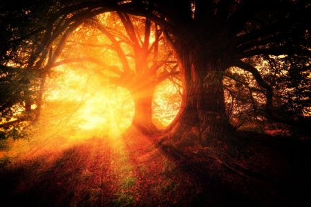 trees-2562083　木 植物 自然 フォレスト 日の出 太陽の光 朝 日光 無料で 風景 マジック 神秘主義