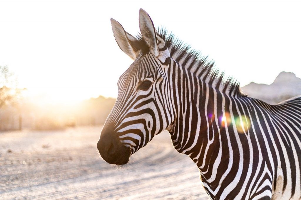 zebra-3758310　ゼブラ 頭 バックライト 哺乳類 自然 牧草地 動物 馬 気分 空 甘い 太陽
