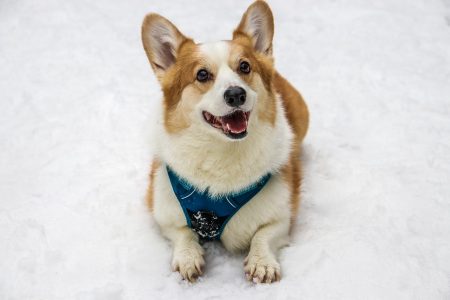 corgi-3697186　コーギー 犬 台湾 雪